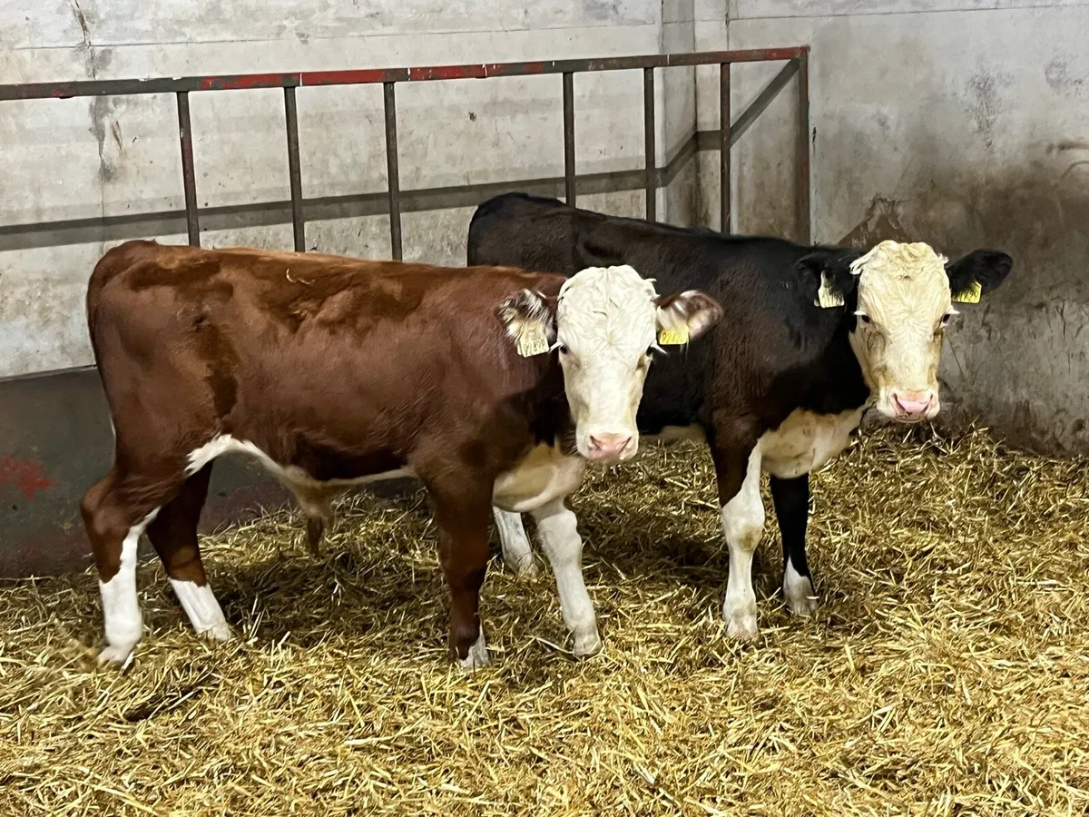 Super Bucket Fed Bull Weanlings - Image 4