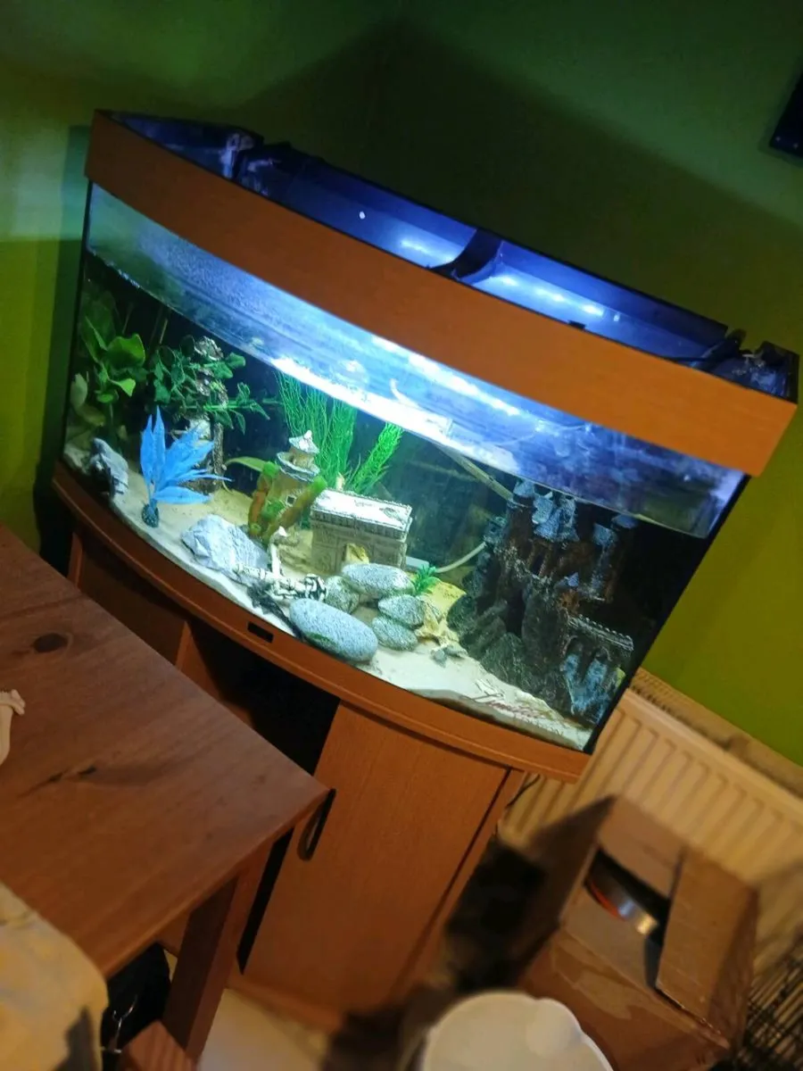 Juwel aquarium - Image 1