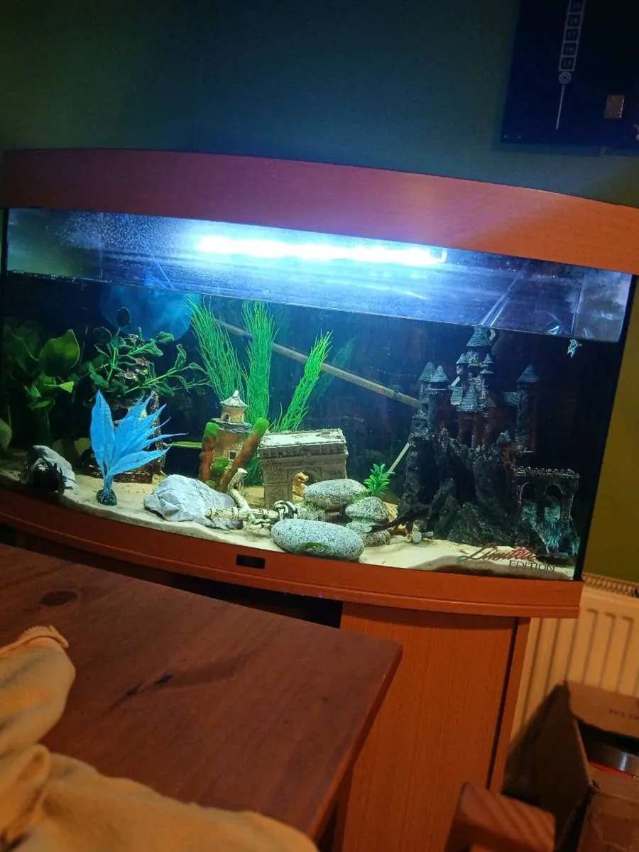 Juwel aquarium - Image 2