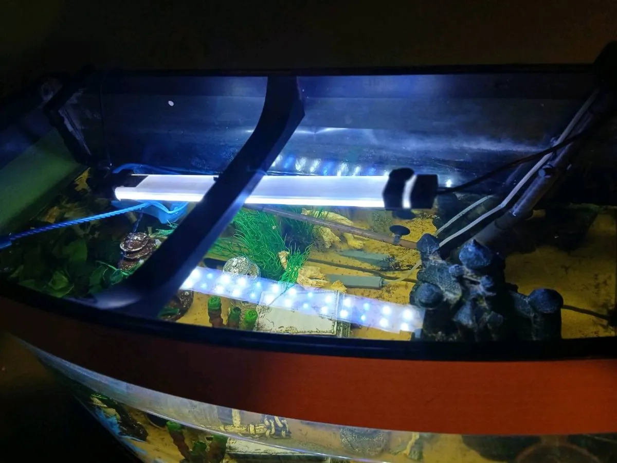 Juwel aquarium - Image 4