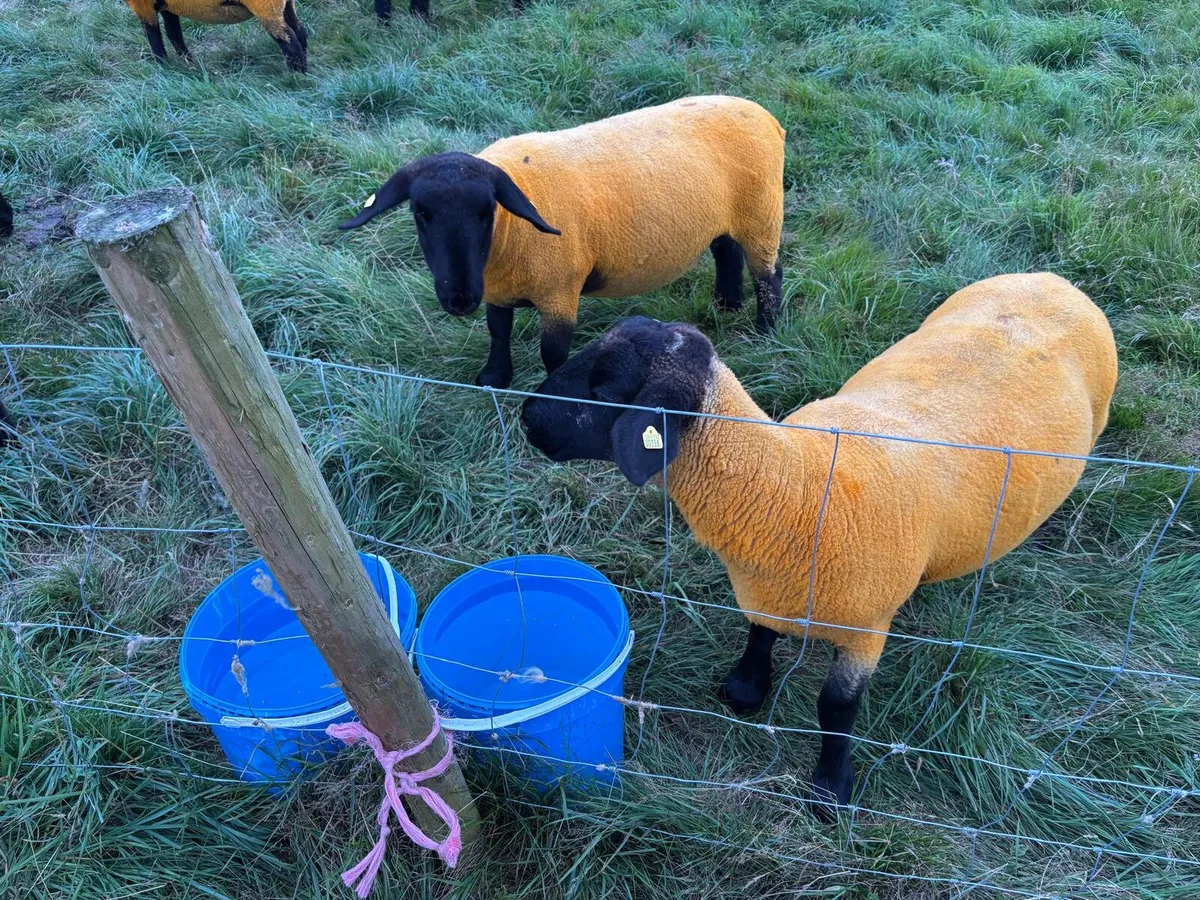 Organic Pedigree Suffolk Hoggets - Image 2