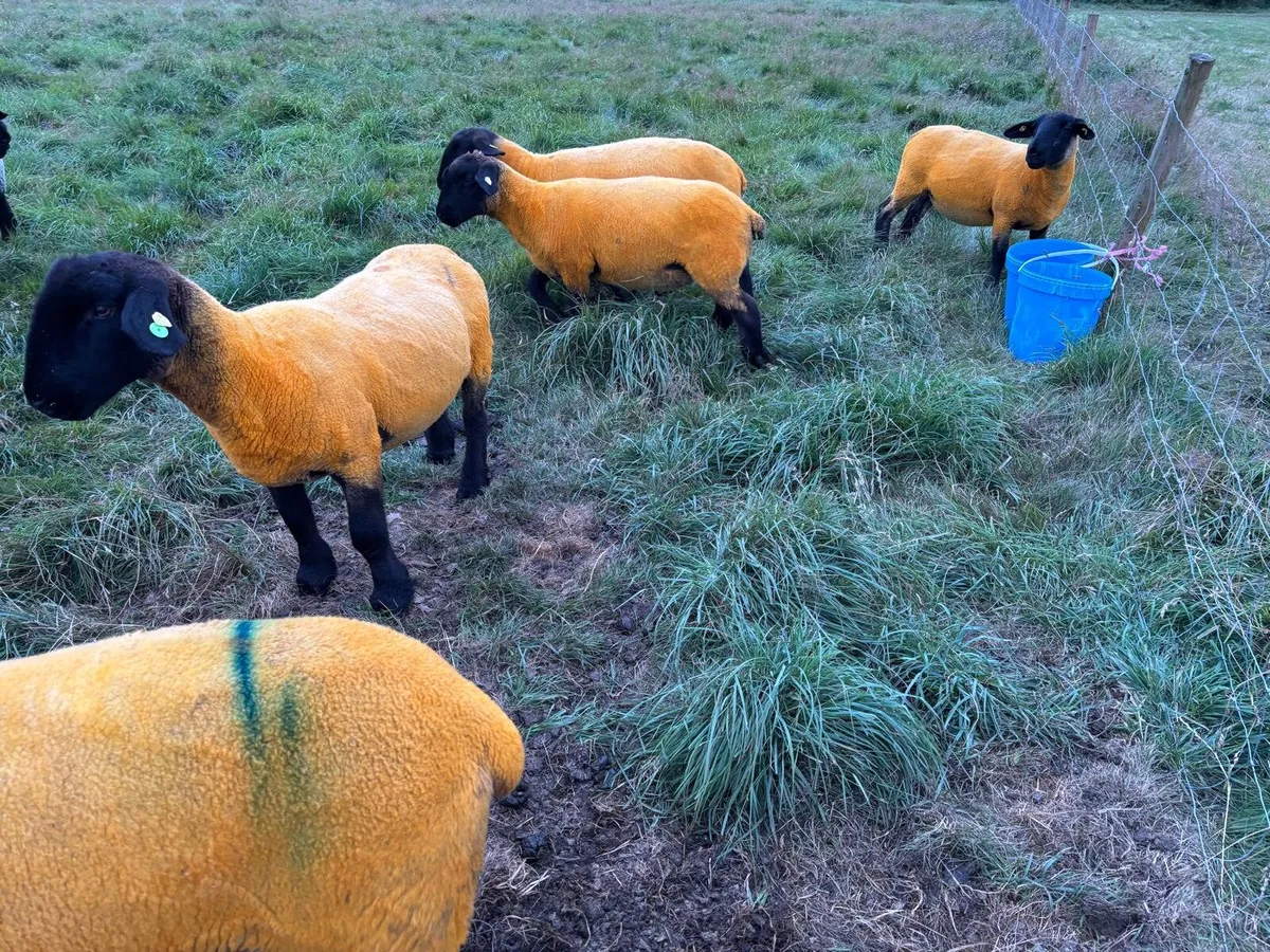 Organic Pedigree Suffolk Hoggets - Image 3