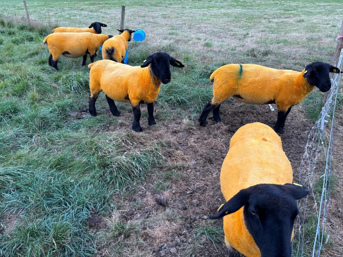 Organic Pedigree Suffolk Hoggets - Image 4