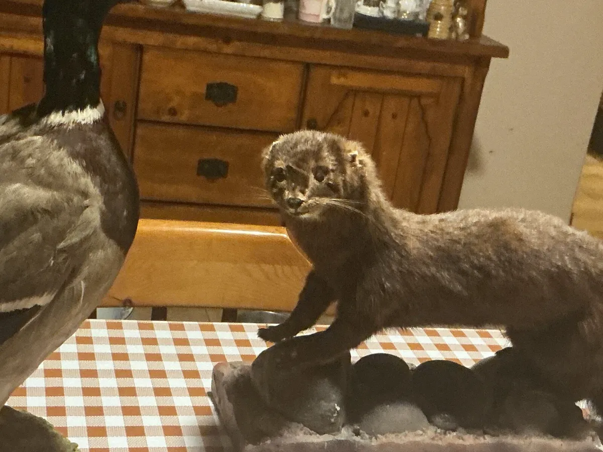 Two stuffed animals - Image 2