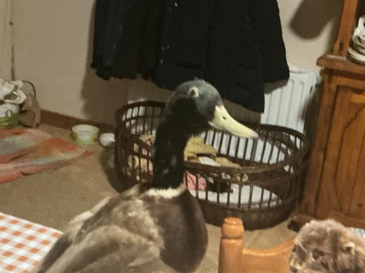 Two stuffed animals - Image 3