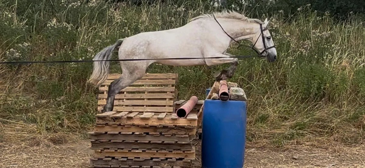 Jumping Pony 14.2 - Image 3