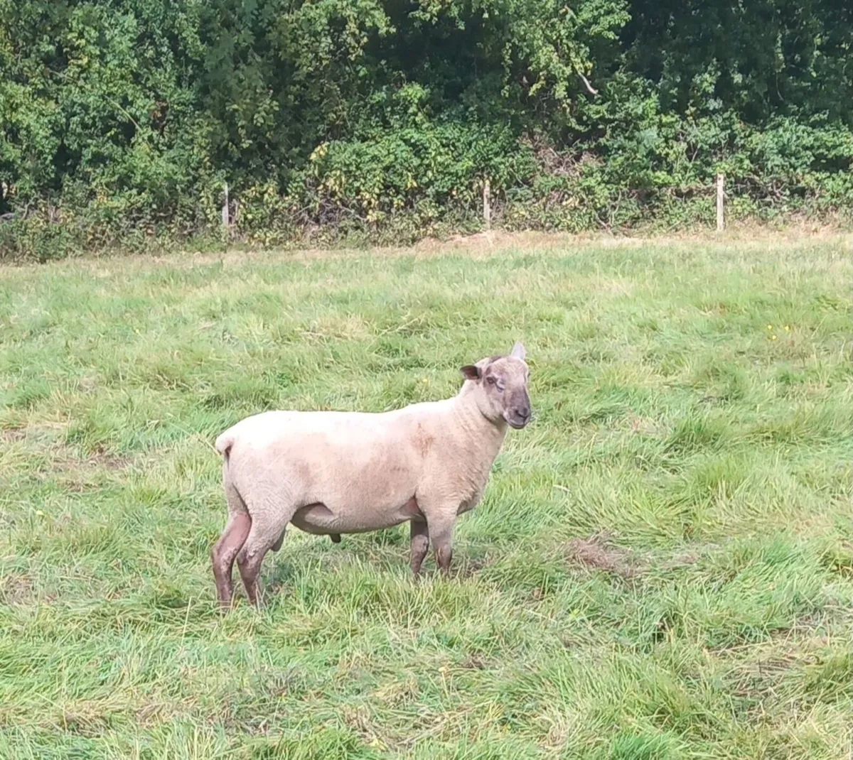 Rams - Image 4
