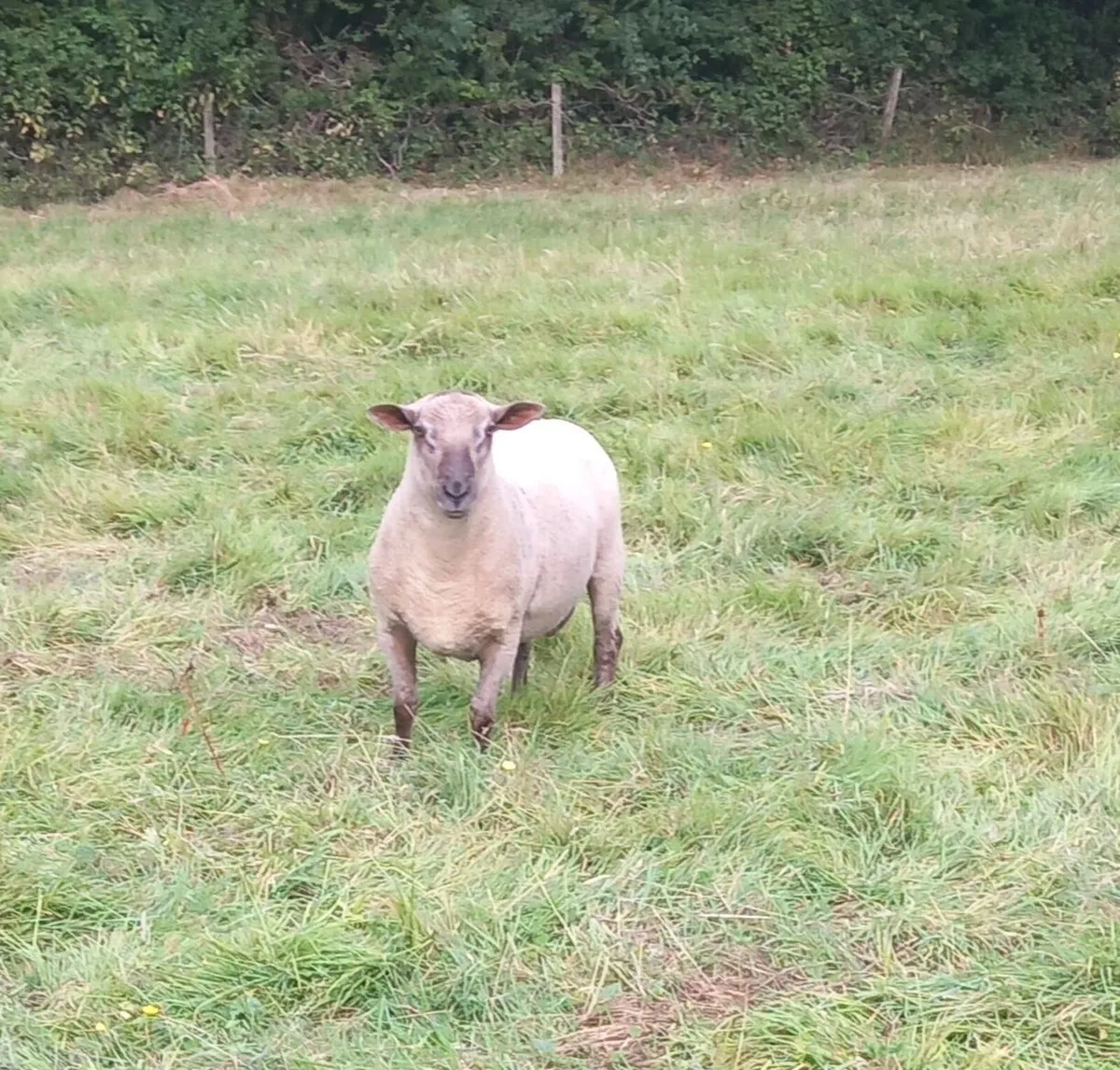 Rams - Image 3