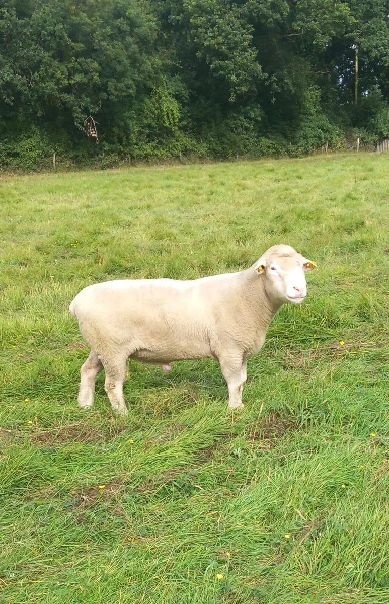 Rams - Image 1