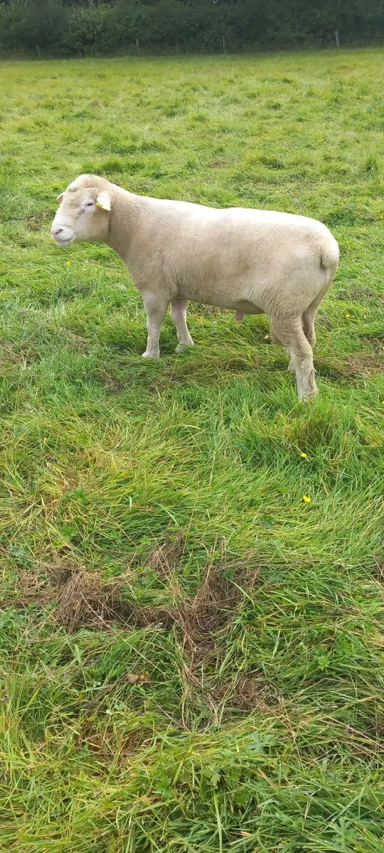 Rams - Image 2