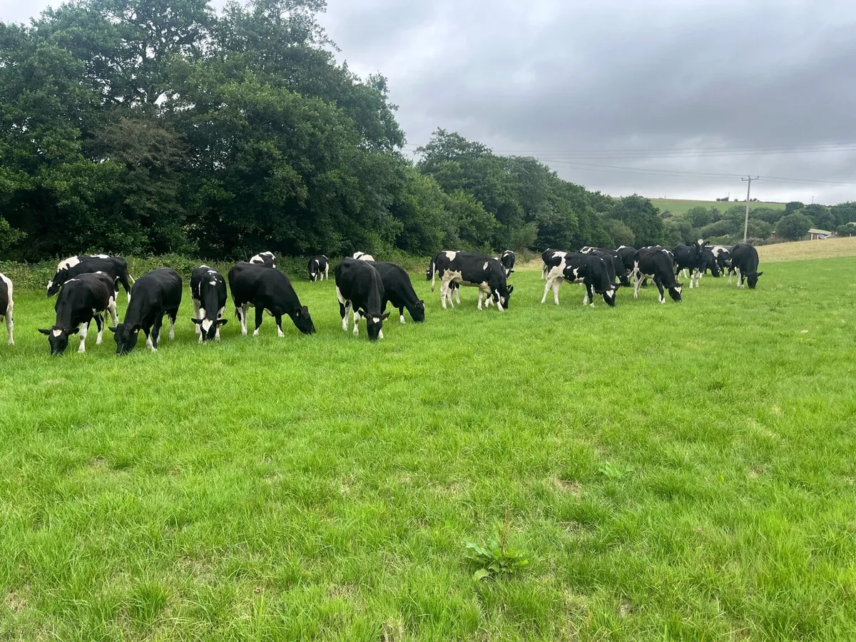 16 Feb/march calving heifers - Image 2