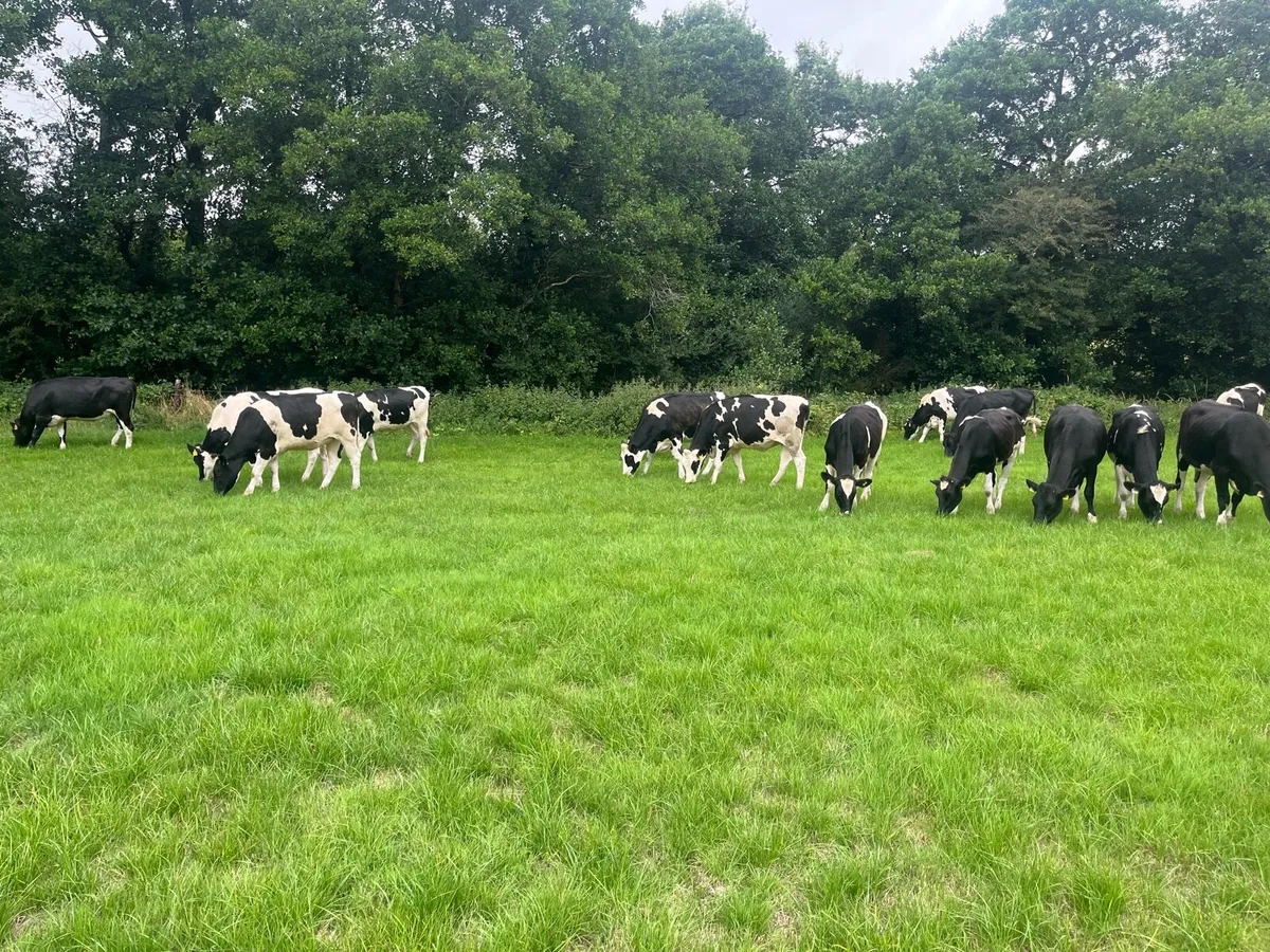 16 Feb/march calving heifers - Image 3