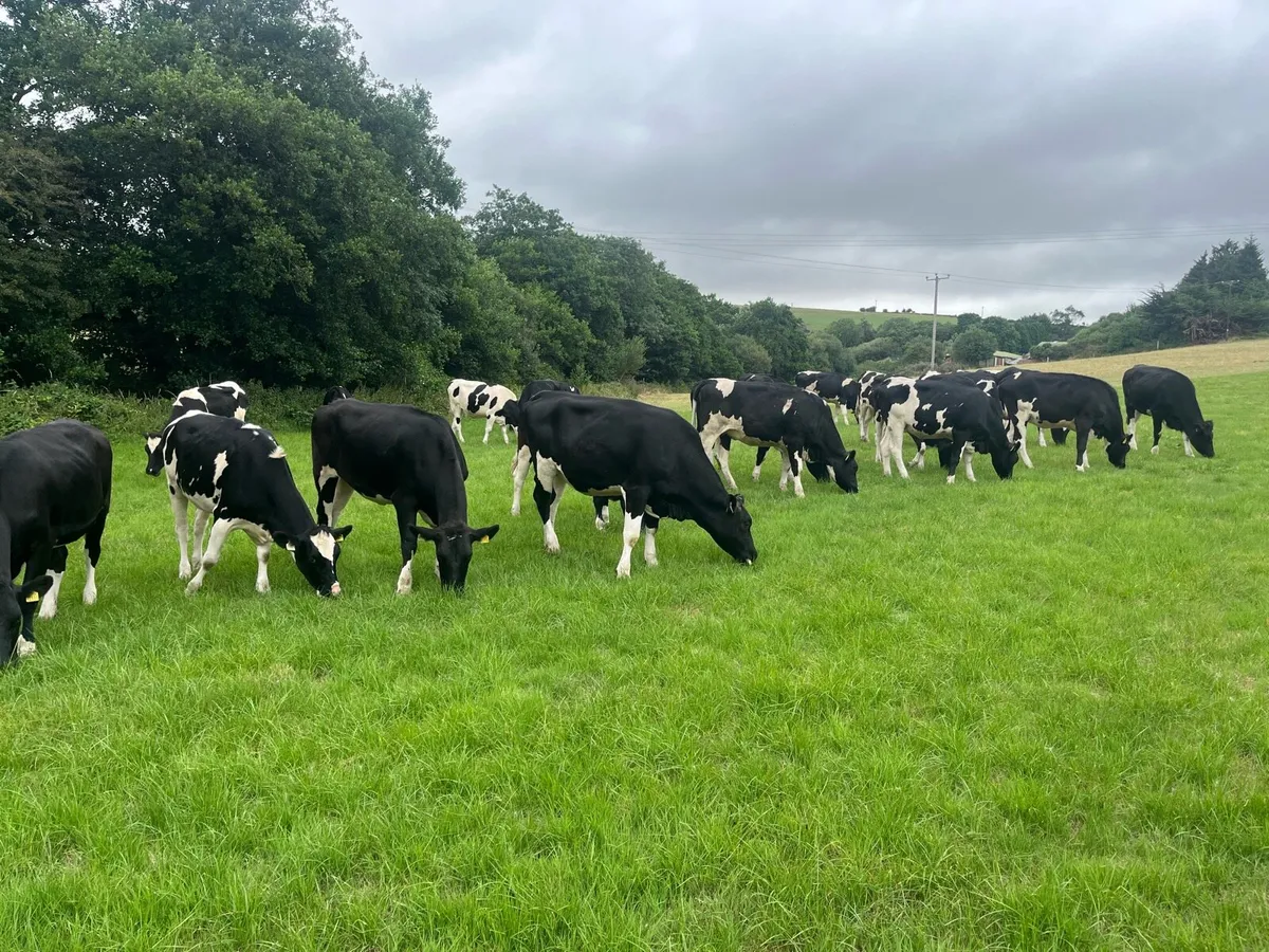 16 Feb/march calving heifers - Image 1