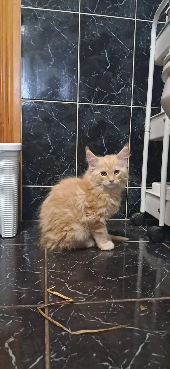 Maine coon kittens - Image 1