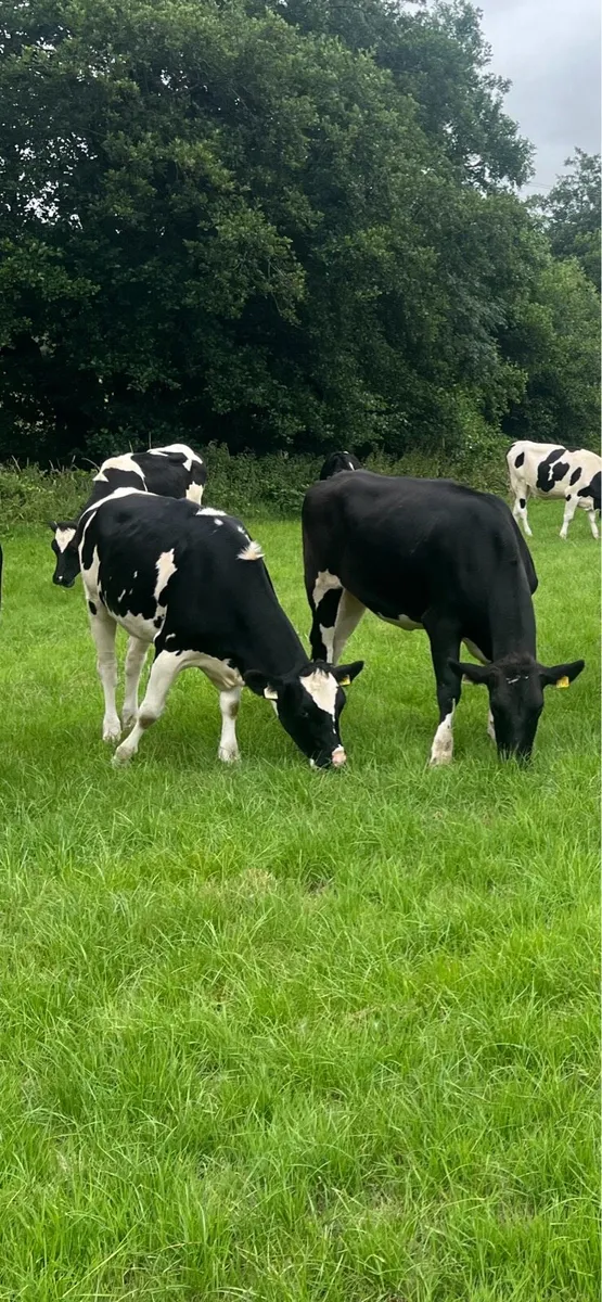 16 Feb/march calving heifers - Image 4