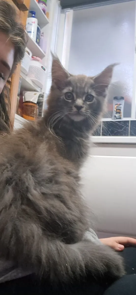 Maine coon kittens - Image 4