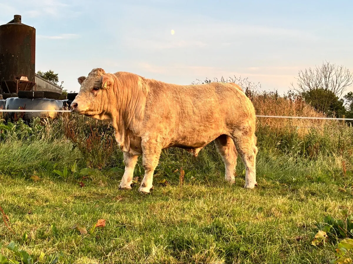 Bull - Image 4