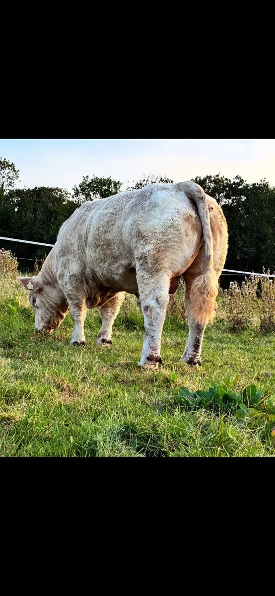 Bull - Image 1