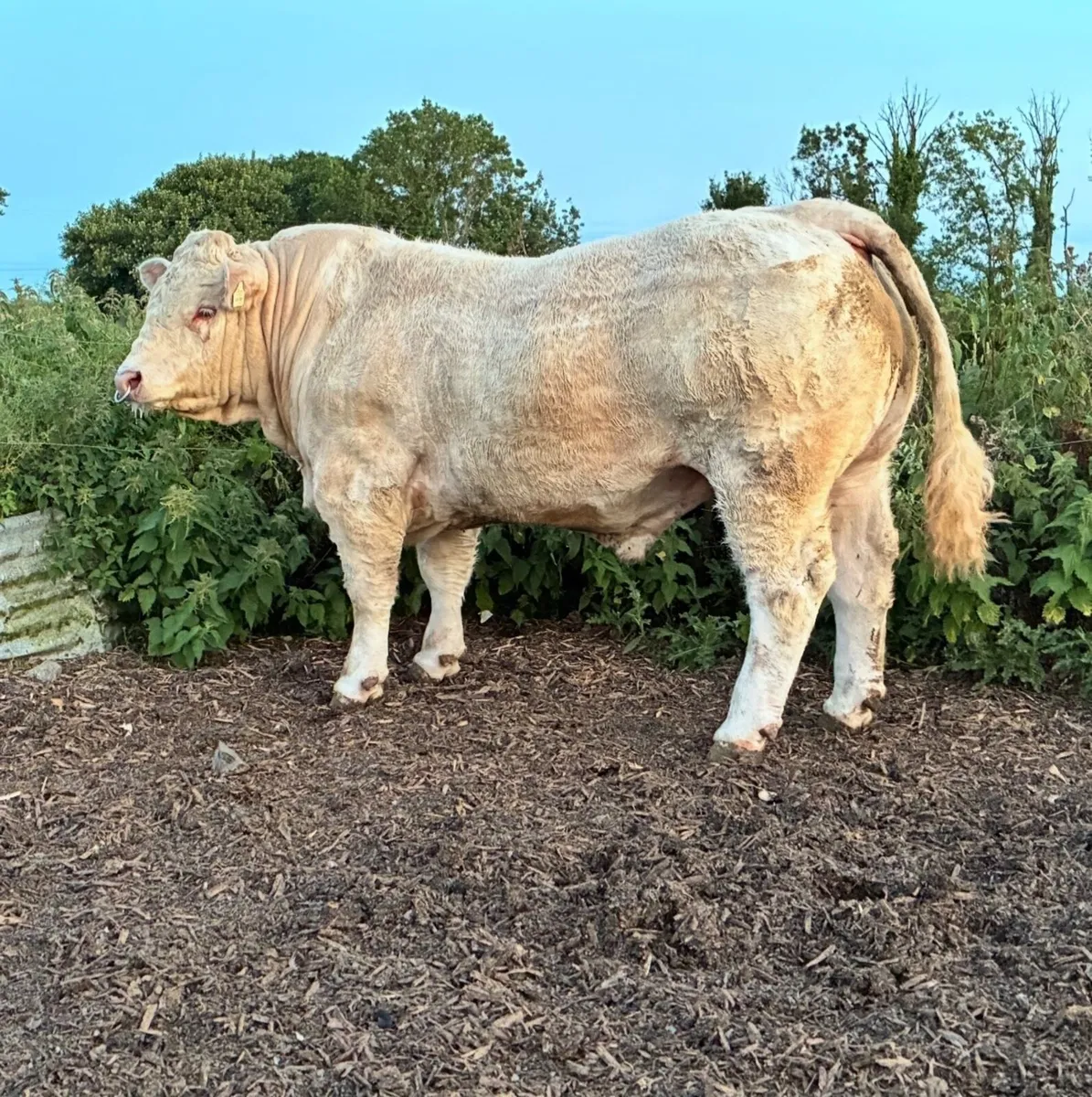 Bull - Image 3
