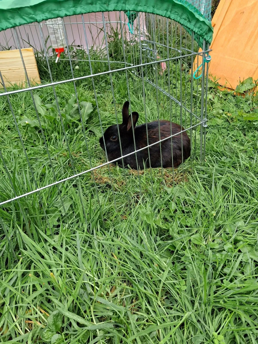 Netherland dwarf - Image 3
