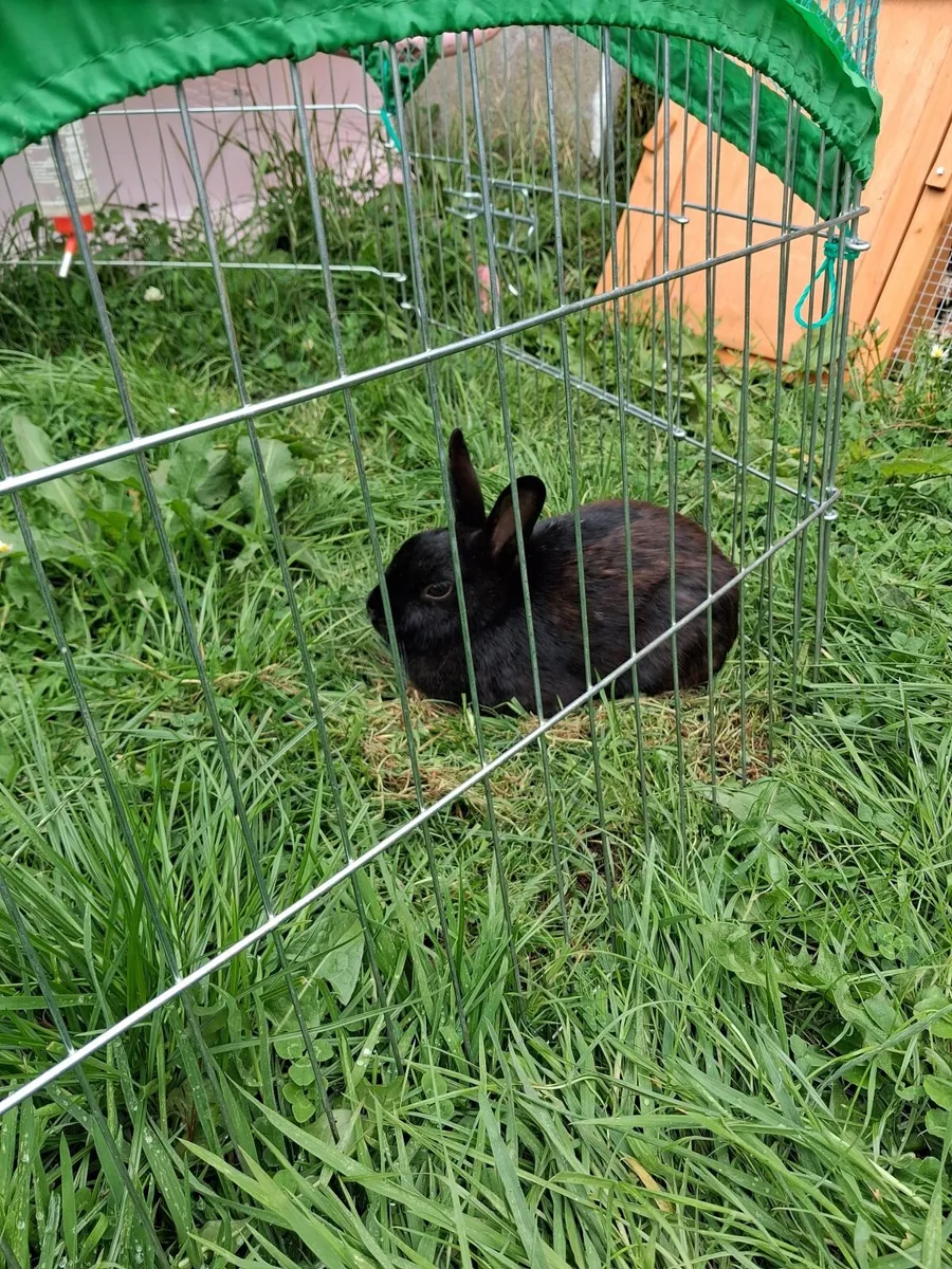 Netherland dwarf - Image 1