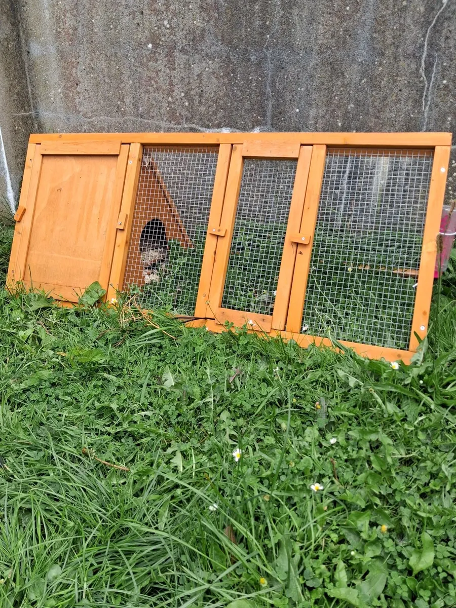 Netherland dwarf - Image 2