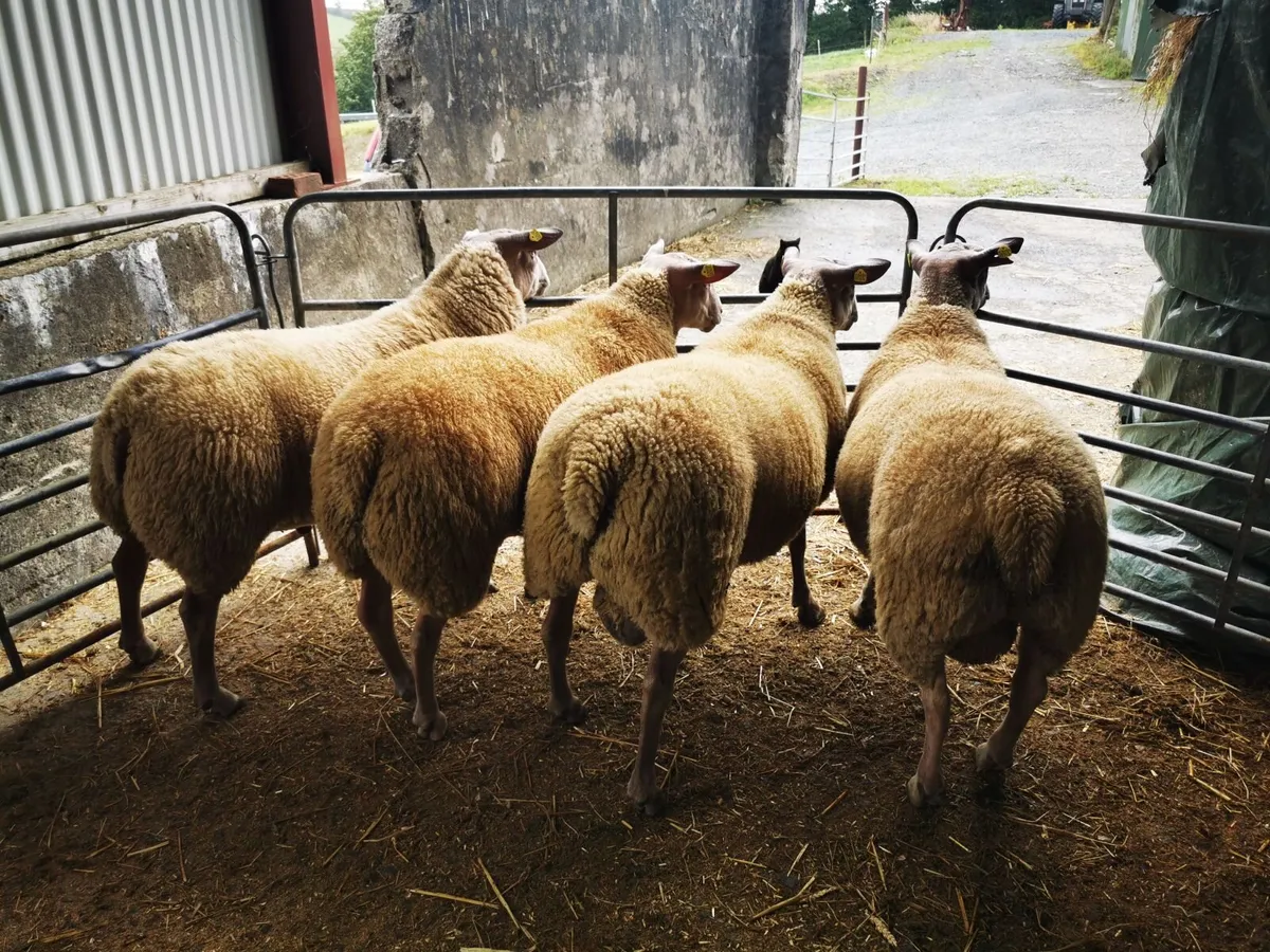 SIS Rouge Ram Lambs - Image 1