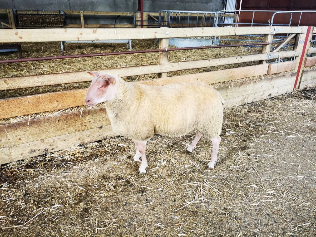 SIS Rouge Ram Lambs - Image 4
