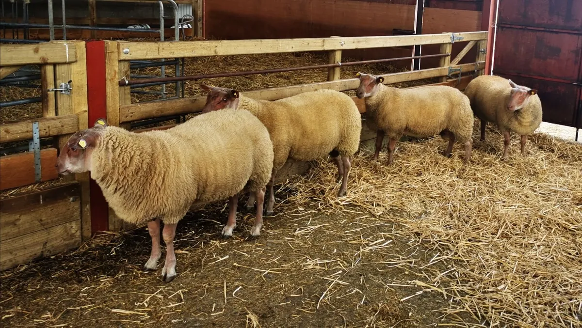 SIS Rouge Ram Lambs - Image 2
