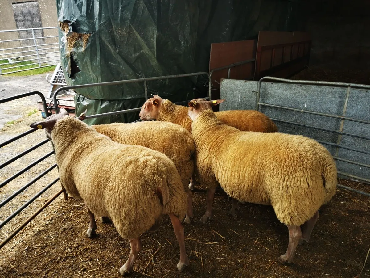 SIS Rouge Ram Lambs - Image 3