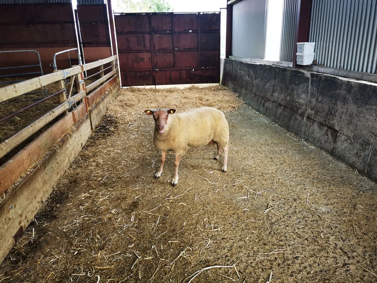 SIS Rouge Ram Lambs - Image 4