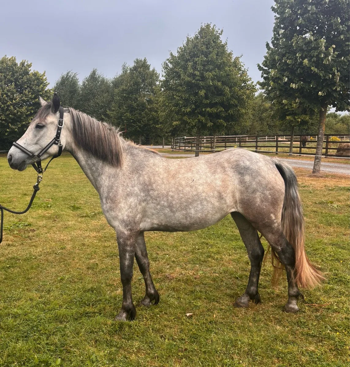 Beautiful 4 yrs old 14hh Connemara mare