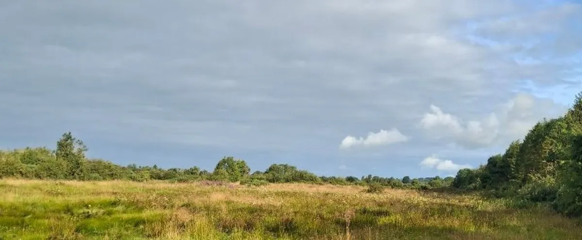 Rough Grazing