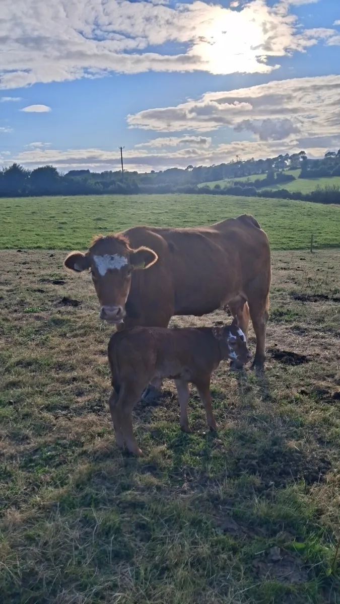 Limousin cow and calf - Image 1