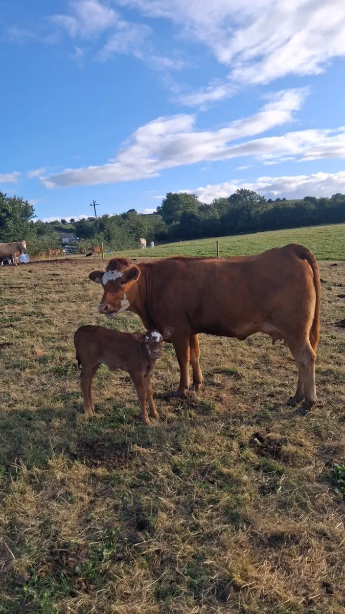 Limousin cow and calf - Image 2