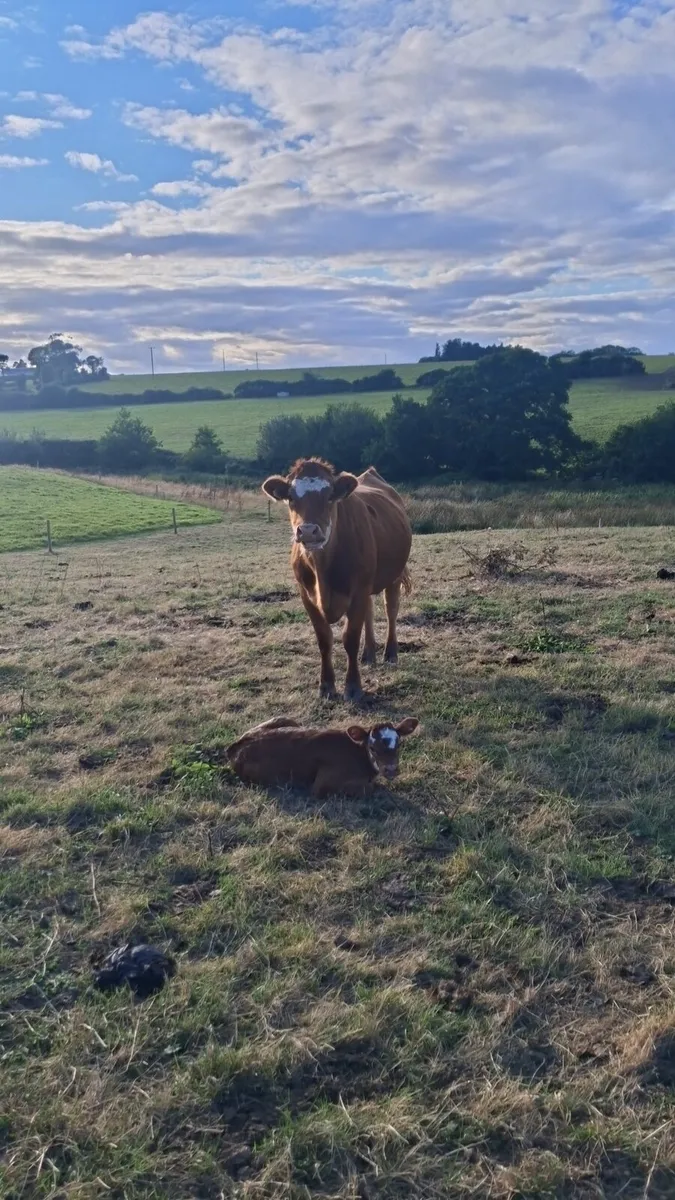 Limousin cow and calf - Image 3