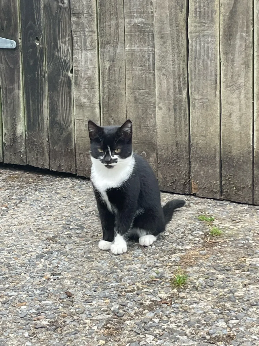 Kitten’s - Image 3
