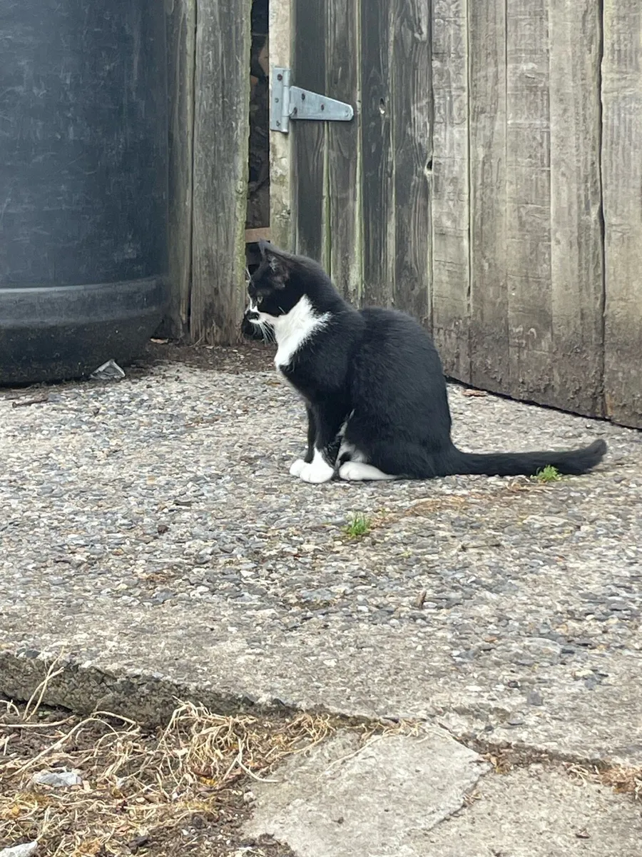 Kitten’s - Image 4