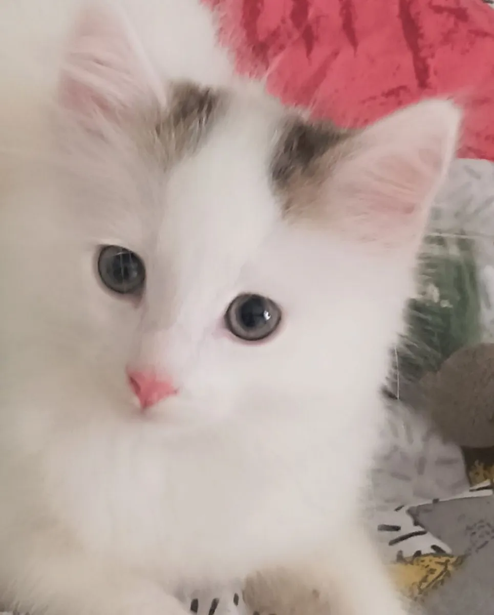 Turkish Van kittens available - Image 1