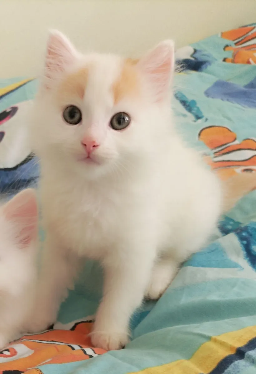 Turkish Van kittens available - Image 2
