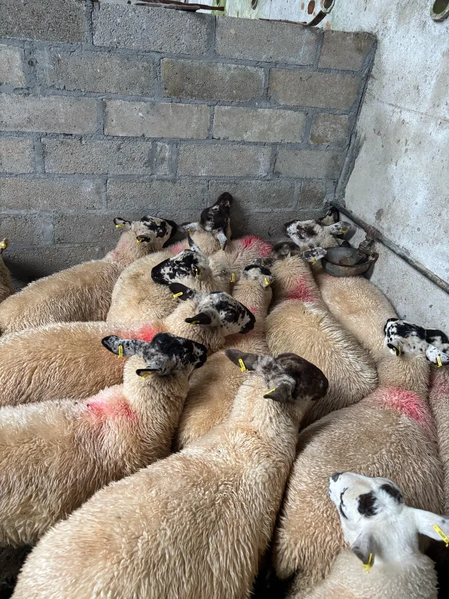 Ewe Lambs - Image 1