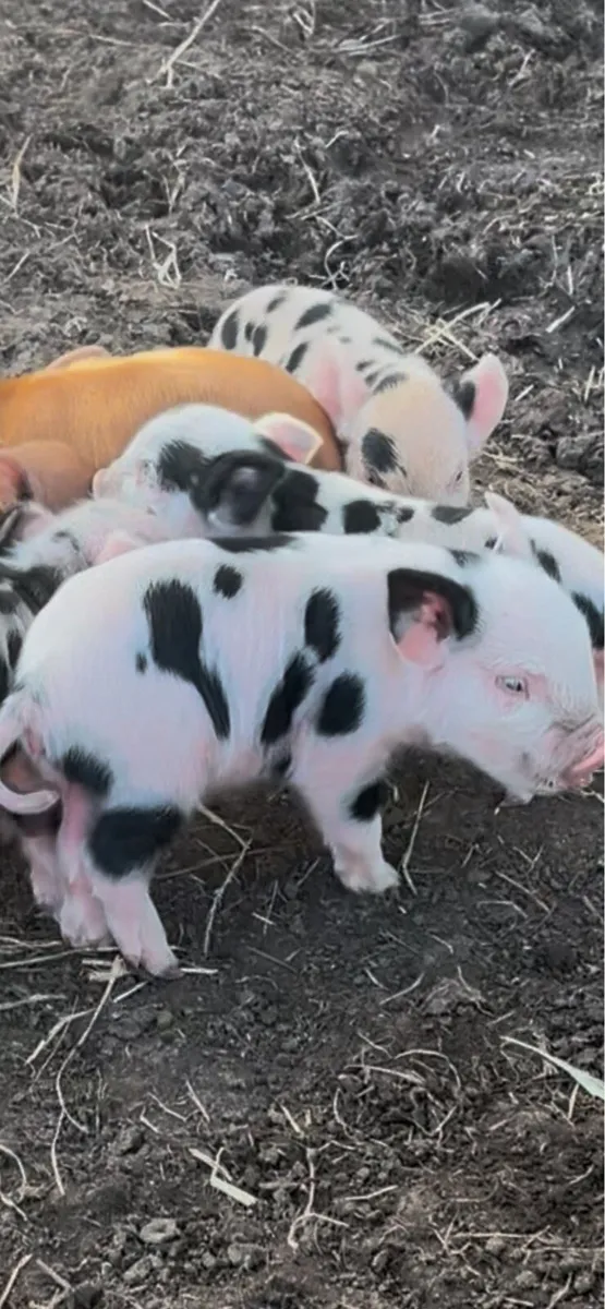 Kune kune pigs - Image 1