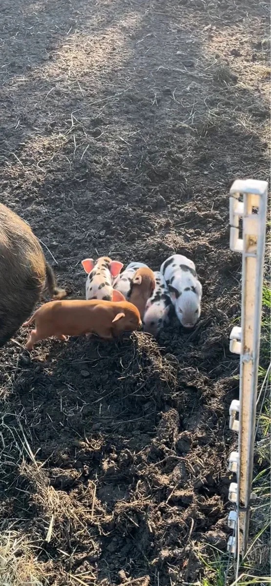 Kune kune pigs - Image 2