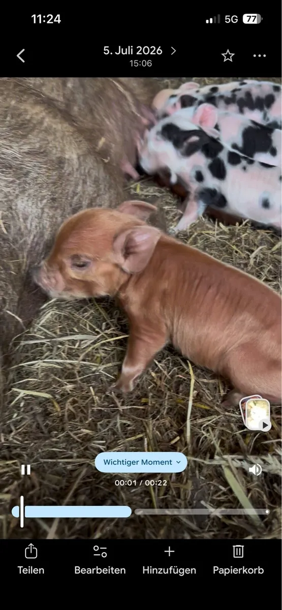 Kune kune pigs - Image 3