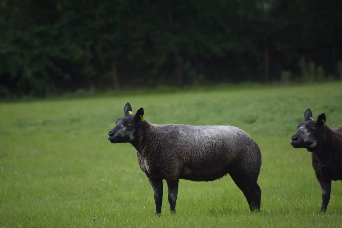 Blue Texel Hoggets and Ewes - Image 4