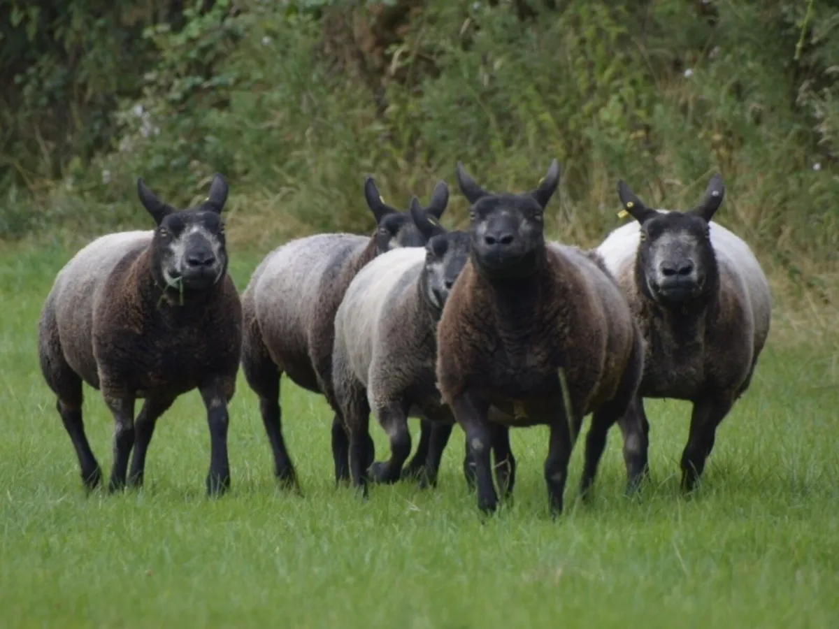 Blue Texel Hoggets and Ewes - Image 1