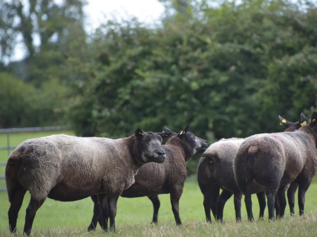 Blue Texel Hoggets and Ewes - Image 2