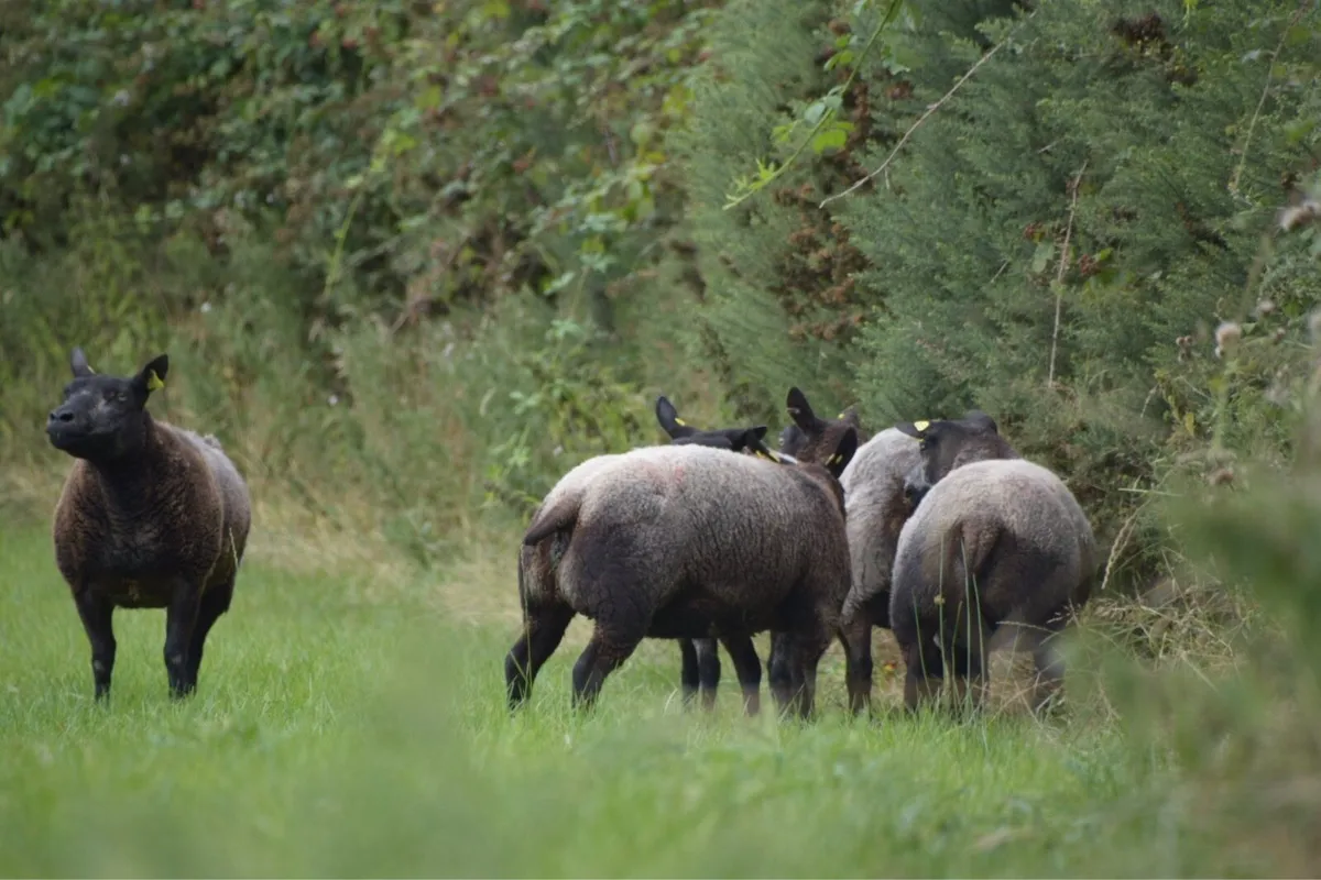 Blue Texel Hoggets and Ewes - Image 3