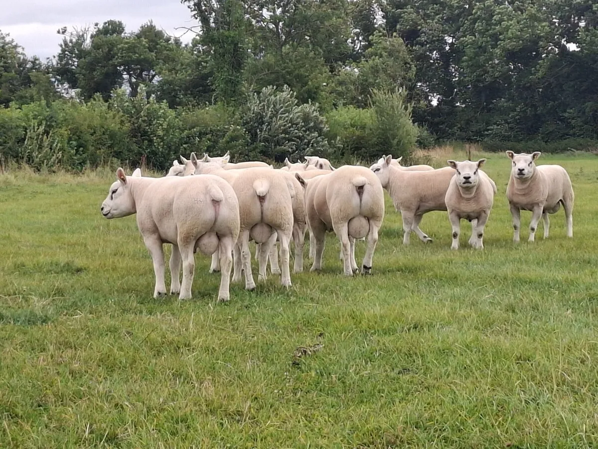 Pedigree Texel Rams - Image 2