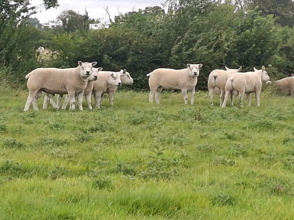 Pedigree Texel Rams - Image 1